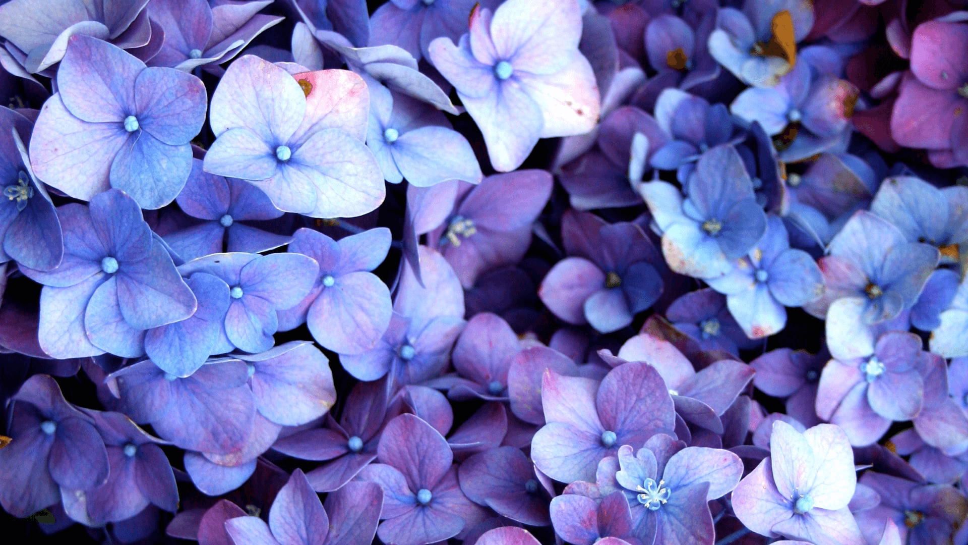 Oxford Flowers Image Classification and Generation